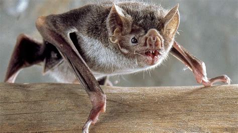 How Climate Change Affects the Black Magic Bat's Habitat and Survival